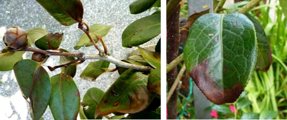 Symptoms in Camellia spp Symptoms in Camellia spp