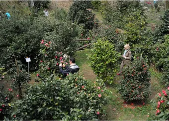 Camellietum Compitese