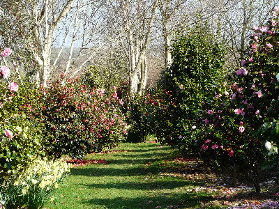 New Camellia Walk