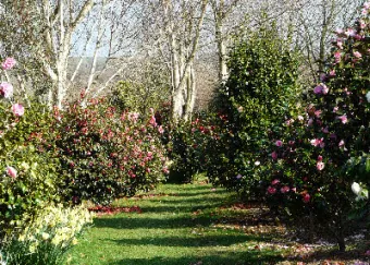 New Camellia Walk taken400